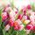 Ambiente Glourious Tulips papírszalvéta 25x25 cm