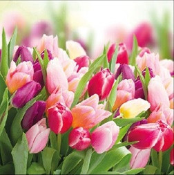 Ambiente Glourious Tulips papírszalvéta 25x25 cm