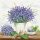 Ambiente Lavender Scene Cream papírszalvéta 33x33 cm