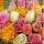 Ambiente Colourful Roses papírszalvéta 33x33 cm