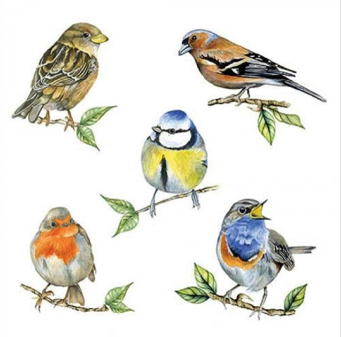 Ambiente Bird Species papírszalvéta 33x33 cm 20 db/csomag